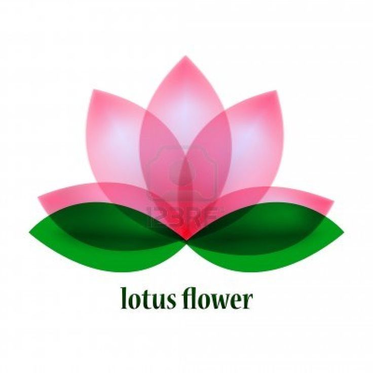 Lotus Flower Vector Illustration