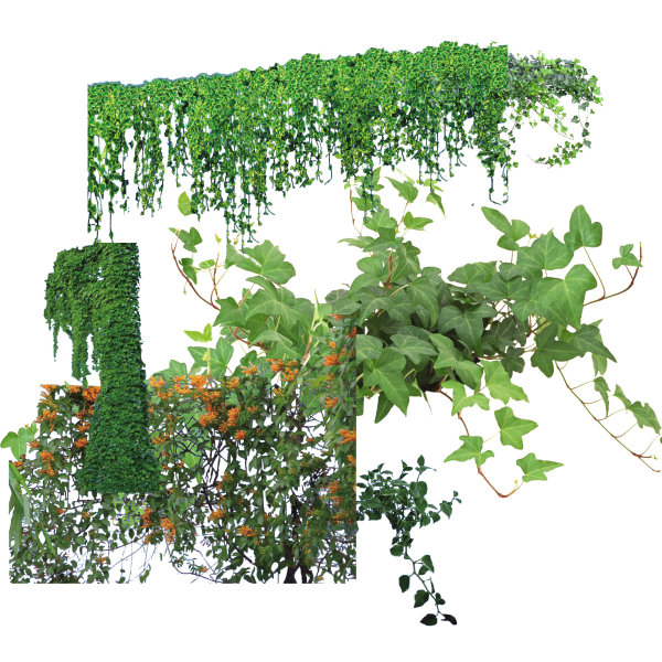 Photoshop Vine Plant