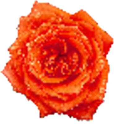 Rose PSD