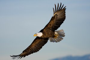 Soaring Eagle