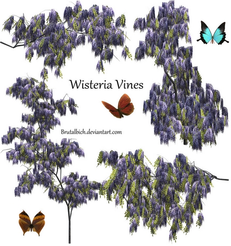 Wisteria Vine Drawings