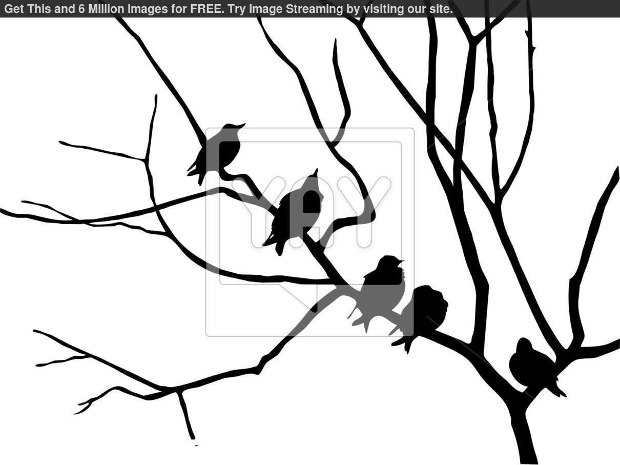 Bird Tree Branch Silhouette