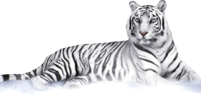 Black White Tiger PNG