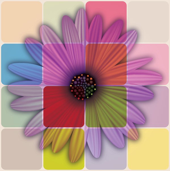 Colorful Daisy Flowers