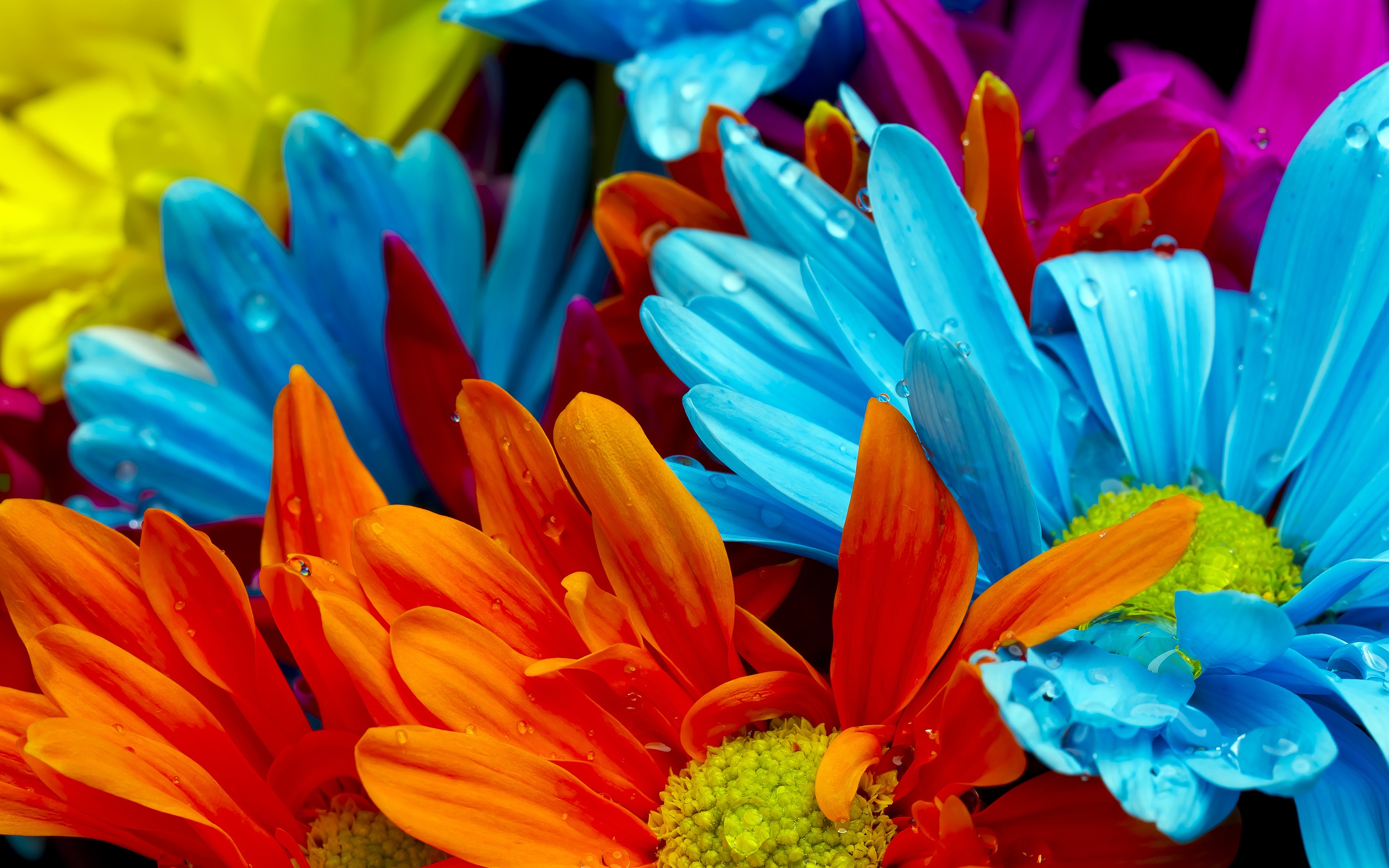 14 Colorful Flower Graphics Images