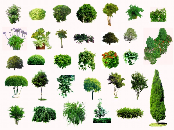 Ornamental Evergreen Trees Plant Ornamental Evergreen Trees Plant