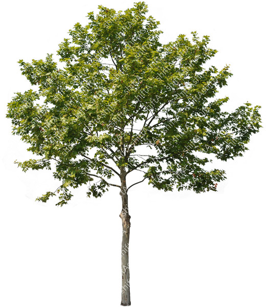 tree clipart psd - photo #49