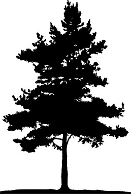 Pine Tree Vector