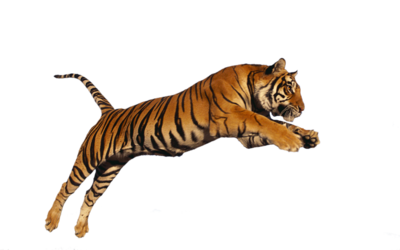 Tiger Jumping