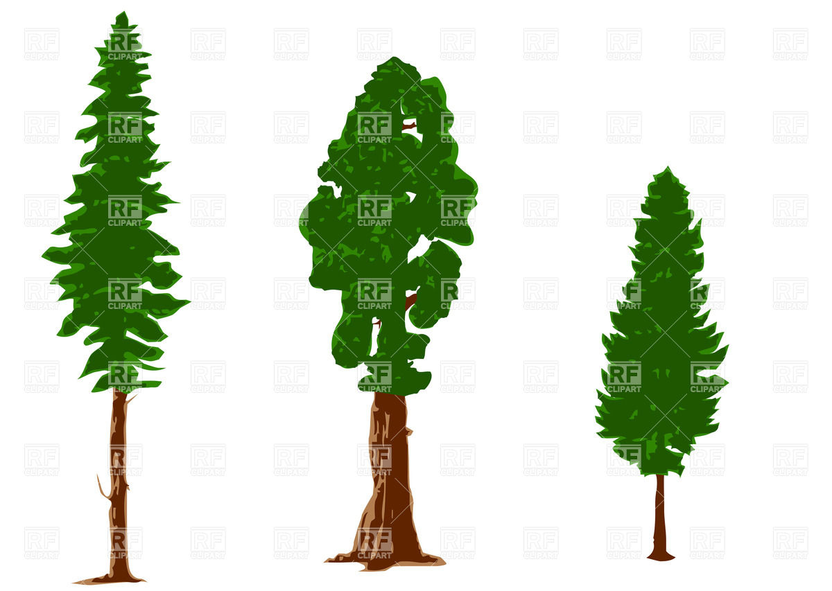 Vector Pine Tree Clip Art