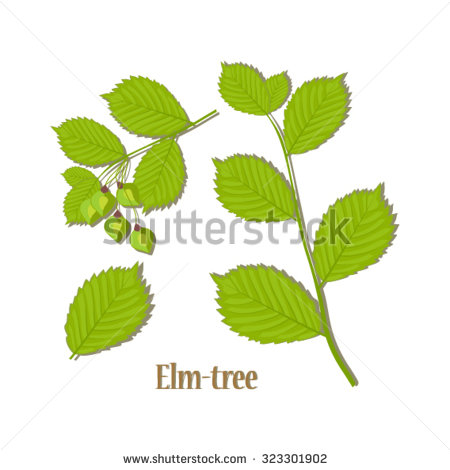 White Elm Tree Leaves and Seeds