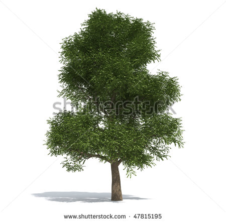 White Elm Tree Leaves