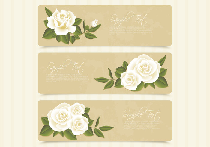 White Roses Banner Graphic