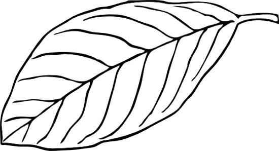 Black and White Leaf Clip Art