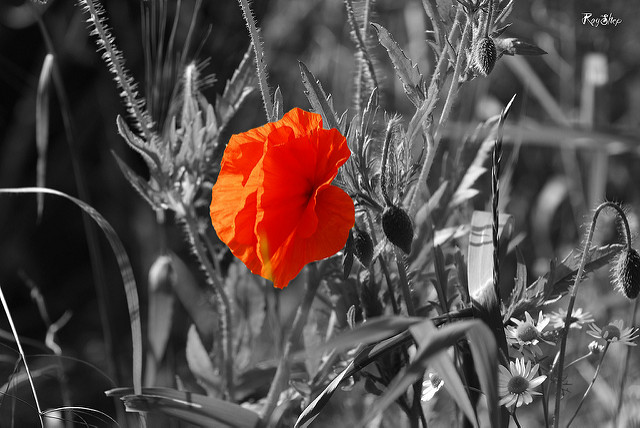 Black and White Poppies