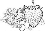 Drawing of Blackberries and Strawberries