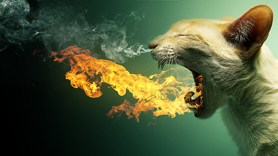 Fire-Breathing Cat