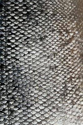 Fish Scales Texture