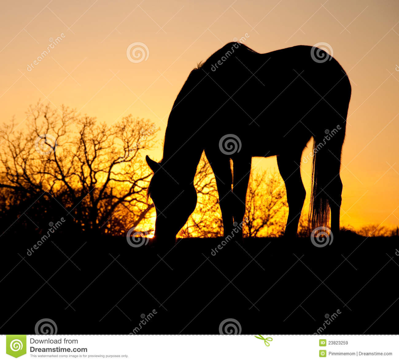 Grazing Horse Silhouette