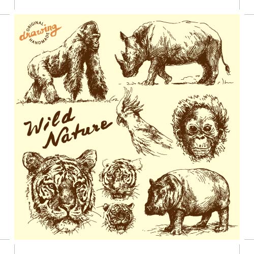 Hand Drawing Wild Animals Hand Drawing Wild Animals