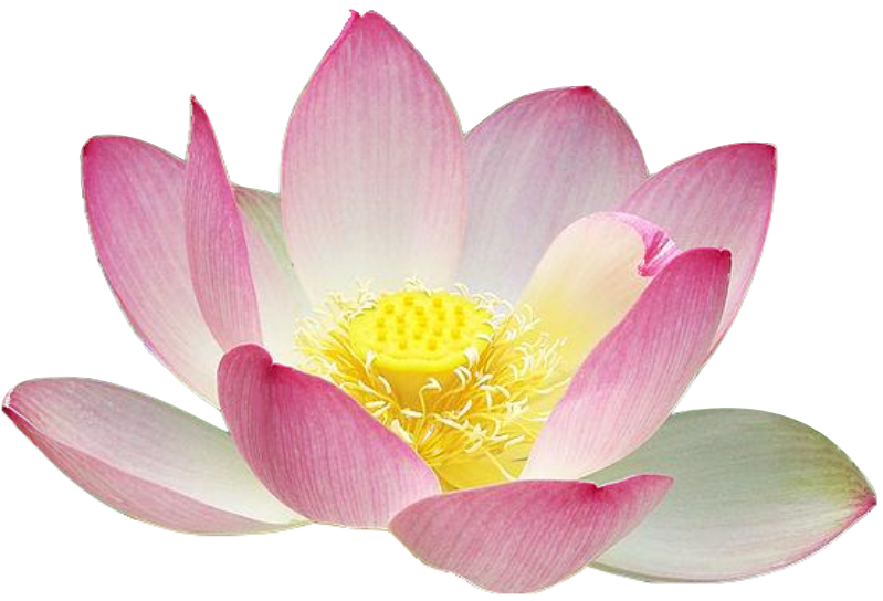 Lotus Flower Clip Art