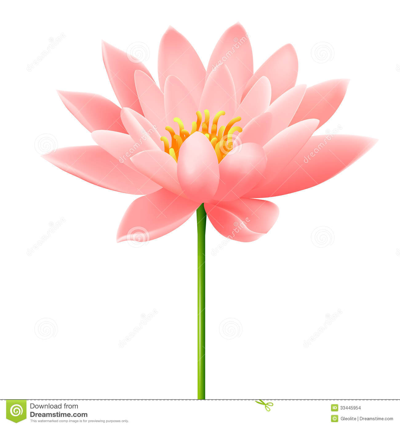Lotus Flower Vector Illustration