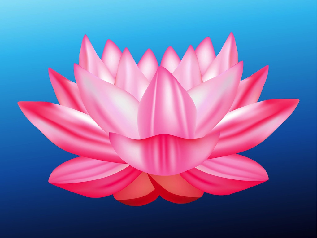 Lotus Flower Vector Lotus Flower Vector