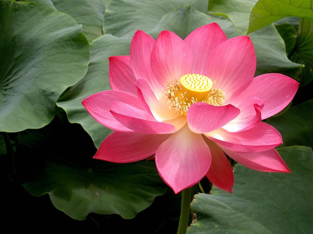 Lotus Flower