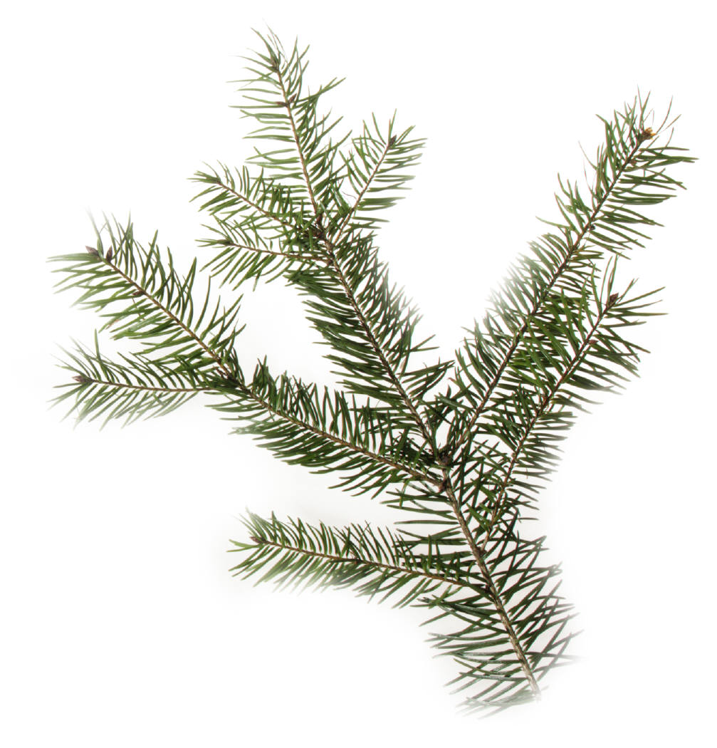 Pine Tree Branch Vector