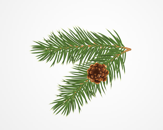 Pine Tree Branches Clip Art