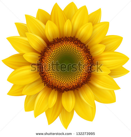 Realistic Sunflower Clip Art