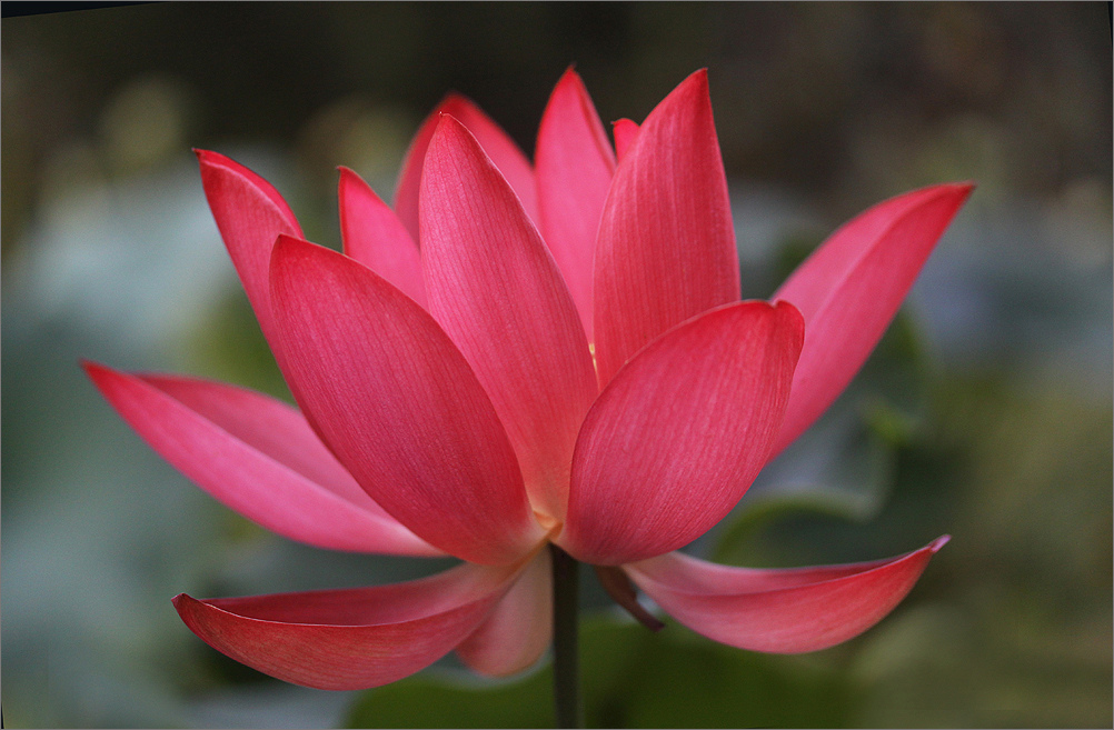 Red Lotus Flower