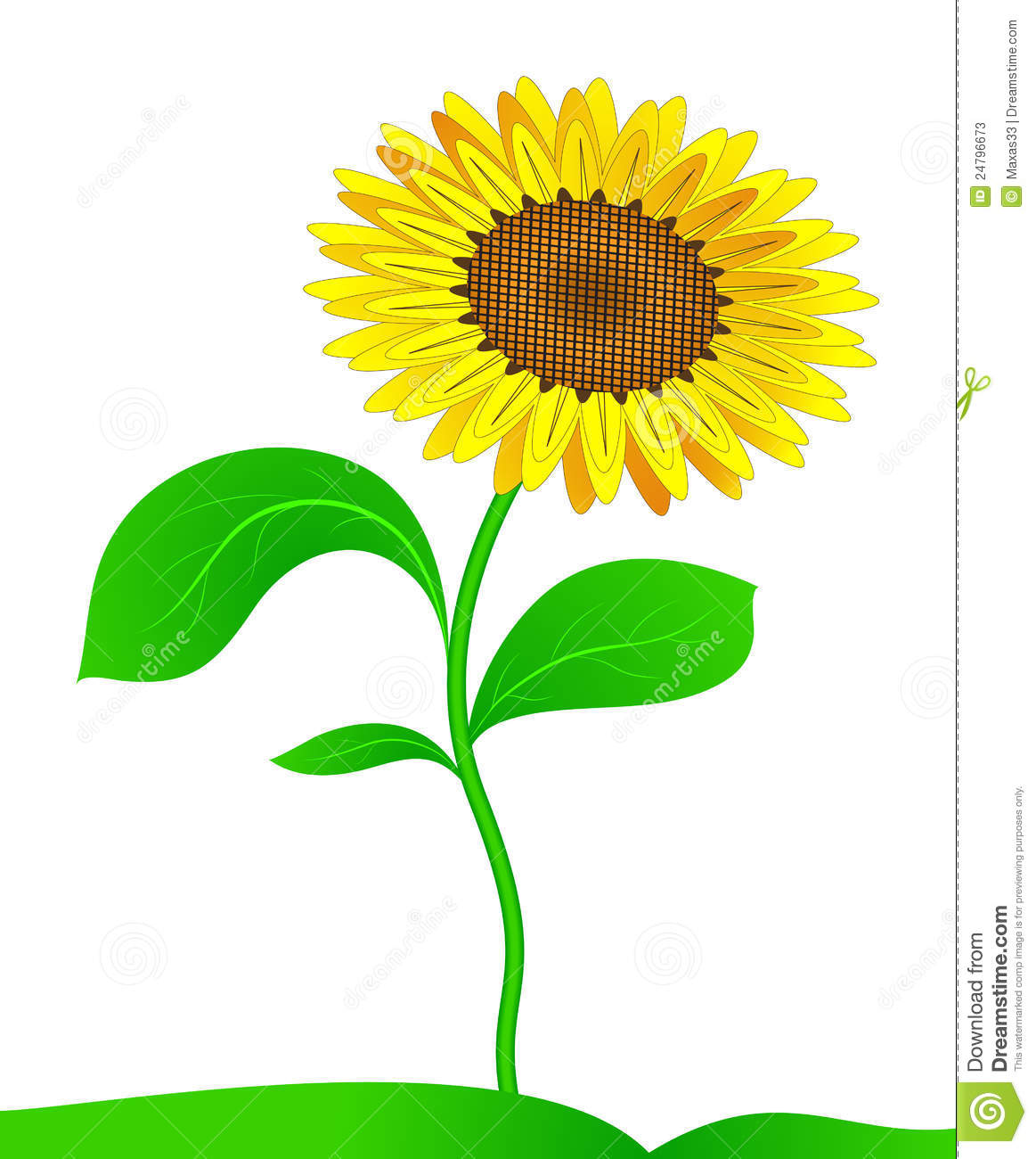 Sunflower Vector