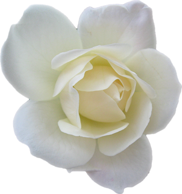 White Rose Transparent