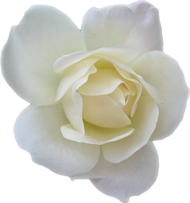 White Rose Transparent White Rose Transparent