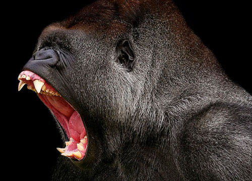 Angry Gorilla