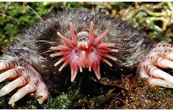 Animal Star Nosed Mole