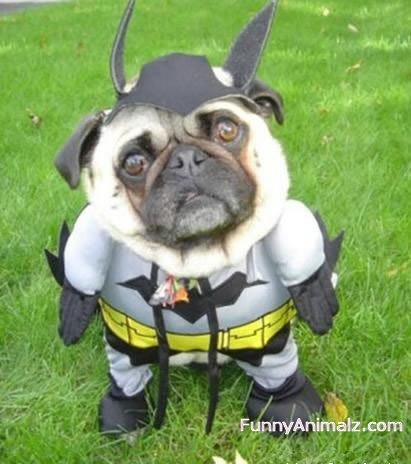 Batman Dog