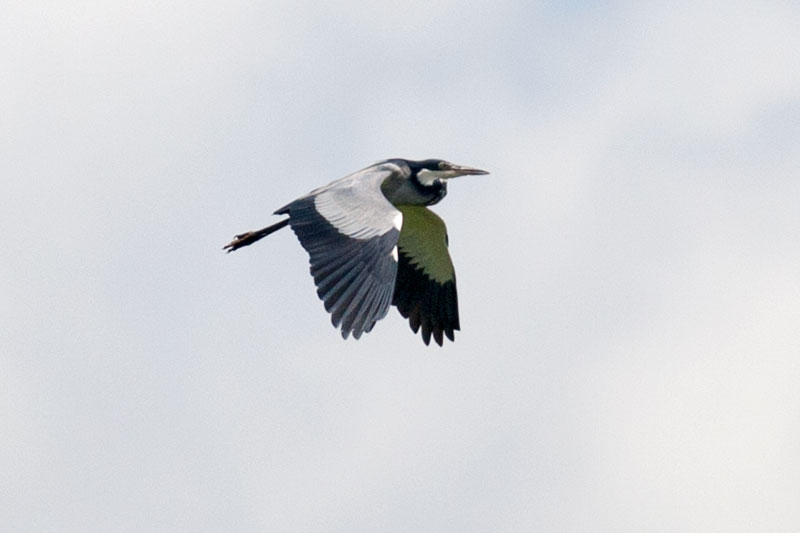 Black and White Headed Heron