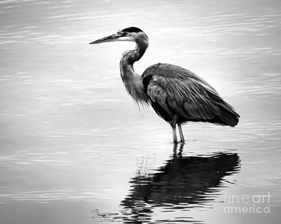 11 Heron Black And White Icon Images