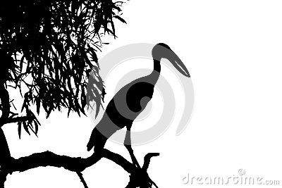 Black and White Herons