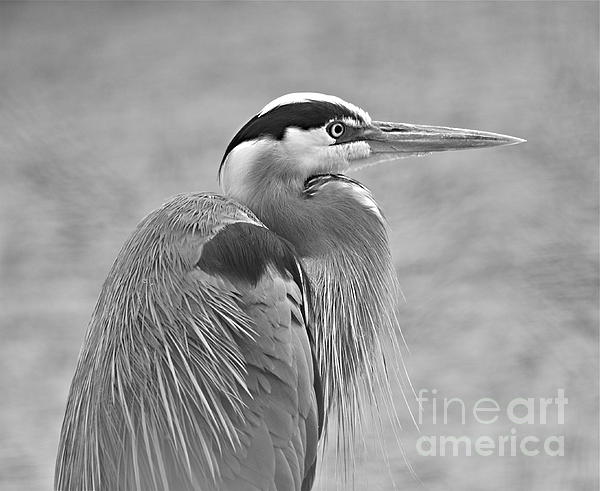 Blue Heron Drawings Black and White Blue Heron Drawings Black and White