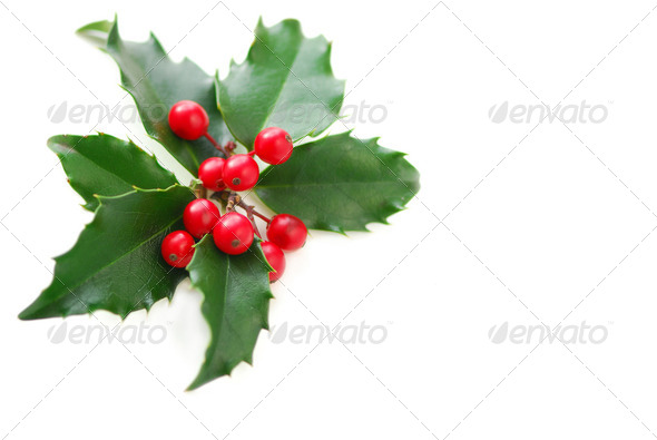 Christmas Holly Leaves Transparent Background
