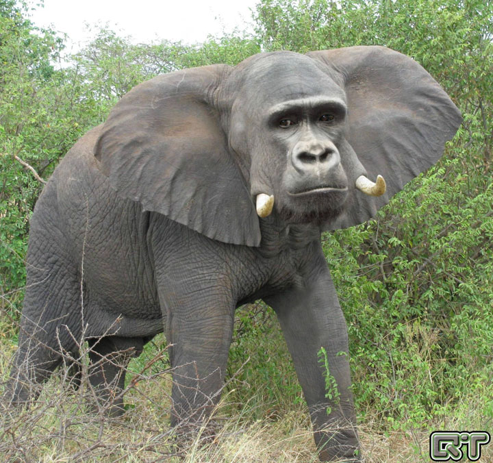 Elephant Gorilla Photoshop