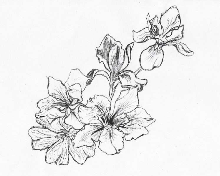 Flower Designs Drawings Flower Designs Drawings