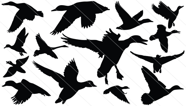 Flying Duck Silhouette Vector