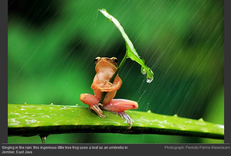 Frog with Leaf in Rain