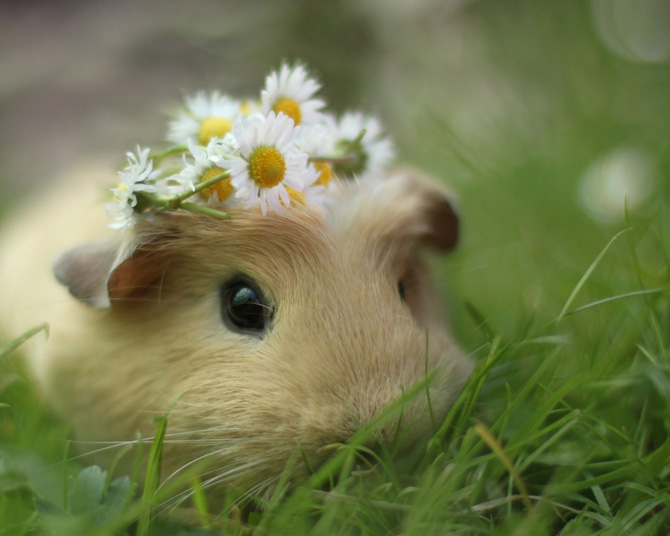 Hamster Guinea Pig