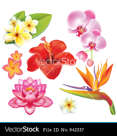 Hawaiian Tropical Flowers Vector