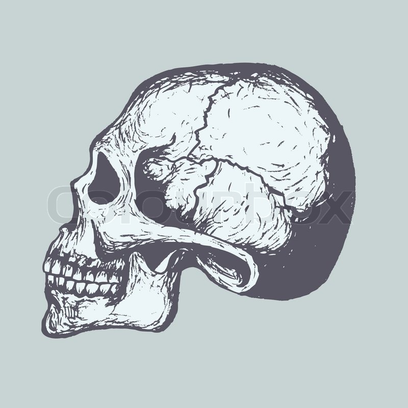 Human Skull Sketch